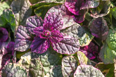 ajucax|How to Plant and Grow Ajuga